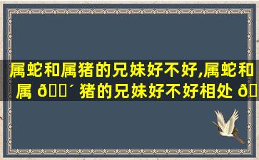 属蛇和属猪的兄妹好不好,属蛇和属 🐴 猪的兄妹好不好相处 💮